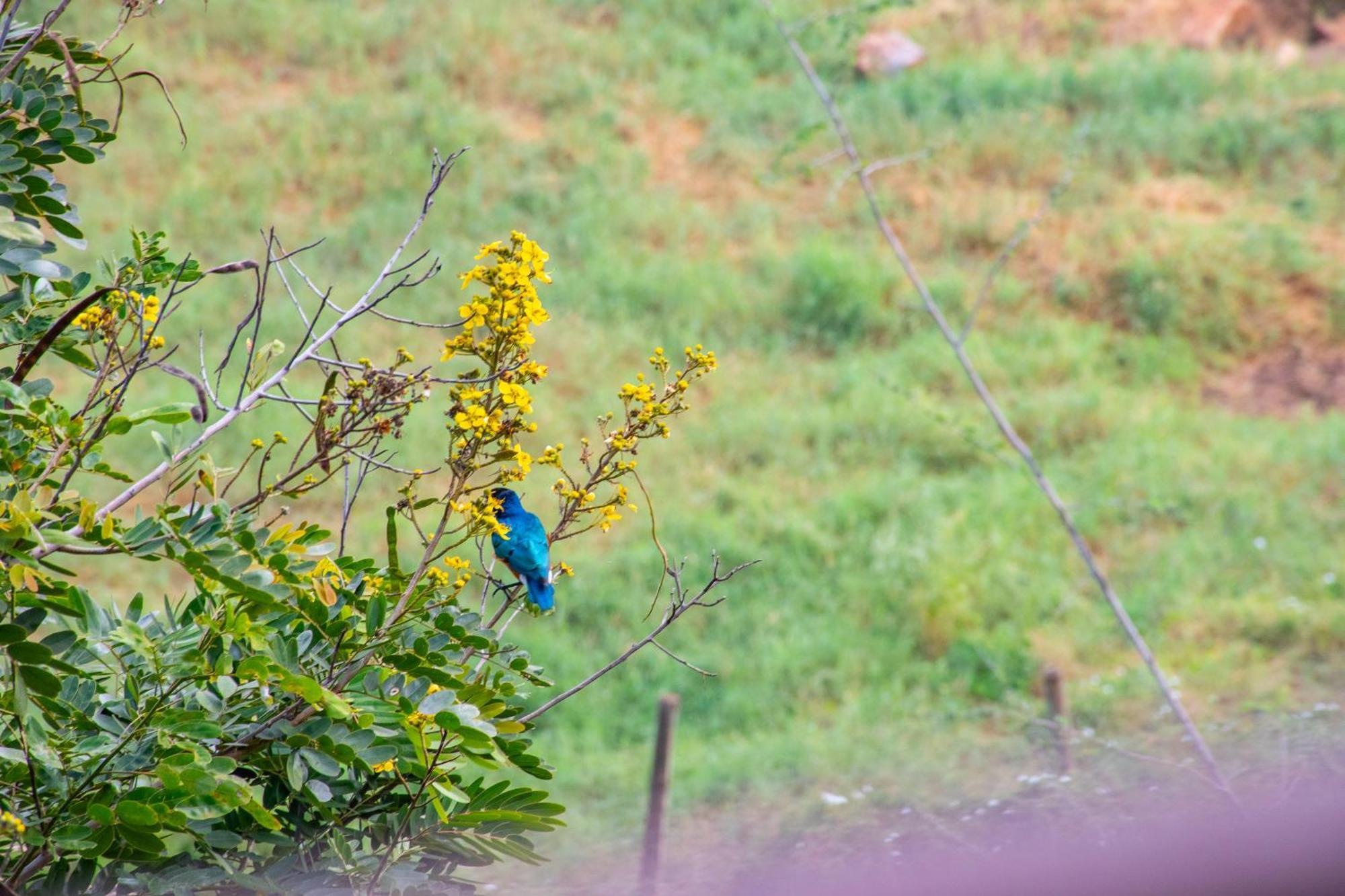 Voi Safari Lodge Ngoại thất bức ảnh